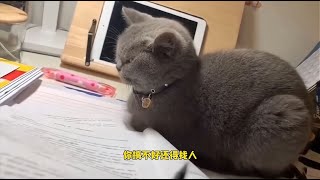 猫：你别找茬，想刀一个人的眼神是藏不住的