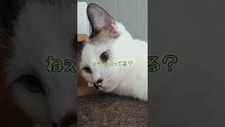 ねぇ知ってる？猫の鼻って・・・#shorts