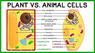 Plant Cells vs. Animal Cells: Compare & Contrast!
