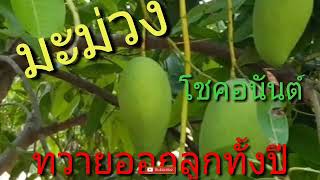 มะม่วงทวายออกลูกทั้งปี โชคอนันต์Dawei mango gave birth all year.大圍芒果一年生。