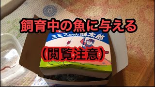 日本淡水魚水槽の魚達（タウナギも）に釣り餌で余ったミミズを与える。（閲覧注意）