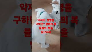 무숙자사역  수십년  들개 생명을 보호한것이  3년  금쪽같은   돈만  날아갔을까?  절대 역반응 풍성한 복을 받았죠