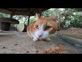 公園で歩いていた野良猫に付いていってみたらそこは猫の御飯処だった