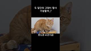 3마리 고양이 합사 가능할까요??  #shorts