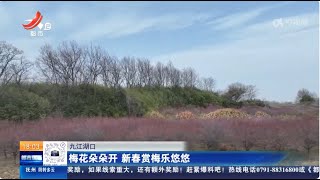 《都市现场》20250210 梅花朵朵开 新春赏梅乐悠悠