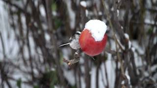 Őszapó almaetetőn / Long-tailed Tit at apple feeder, Budapest (2010.12.18.)