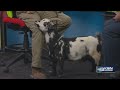 Wild Side: Tanganyika Wildlife Park brings in Gypsy, a Nigerian Dwarf goat