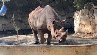 マロくん、アルゴちゃんのようすです。【2022年11月18日】【上野動物園】ヒガシクロサイ