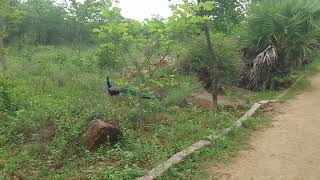 peacock crossing the walking path at aranya Park, 23 July 2023