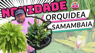 [ORQUISAMAMBAIA] VOCÊ NÃO VAI QUERER ESSA ORQUÍDEA NA COLEÇÃO