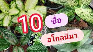 10 ชื่อ อโกลนีมา พันธุ์ต่างๆ ไม้มงคล|Mamu Story 💕