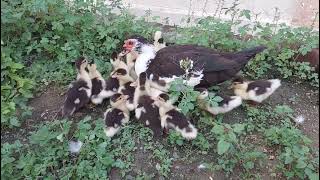 Manila vathu #Duck#with 13 chicks