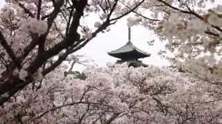 京都桜の開花状況(2014/4/13)