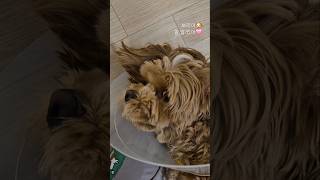 할 말 있단 소리가 격하게 반가운 보리🥰 #cavapoo #강아지 #cutepuppy #puppy #puppylife #반려견 #사랑해 #새해복많이받으세요