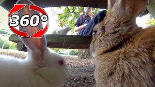 【360度動画】テーブルの下でエサを貰う😋実は椅子の上にも🐇