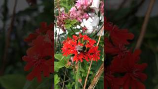 The red Lychnis Chalcedonica, Maltese-cross. #chalcedonica #malthesecross #redflower #perennial