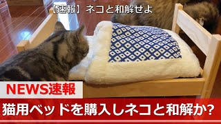 【猫ニュース】猫用ベッドを購入し猫との和解を模索へ