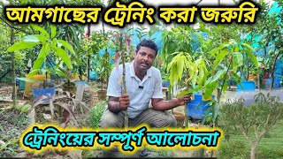 Mango tree training is important. Complete discussion of training. mango tree tranning and prunin...