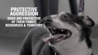 Dog Bite Liability Insurance: The Basics of Aggressive Dog Behavior