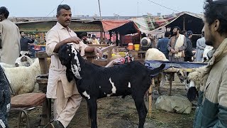 Lahore Mandi update | live deal | 🤝 2025 ki qurbani ke liye big size bakre | aur | kajale |February