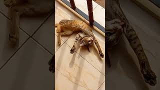 #YouTubeshorts#ഞങ്ങളുടെ പൂച്ചയുടെ അനുസരണ രീതികൾ/cats behavior@viewswithrajan