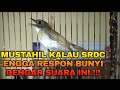 SRDC MANA YANG TIDAK NYAUT GACOR KETIKA SETELAH MENDENGAR SUARA SRDC MEMANGGIL LAWAN INI!!!