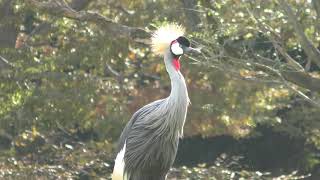 ホオジロカンムリヅル (千葉市動物公園) 2018年10月20日