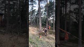 martinheljeved.se #arborist #chainsaw #tree