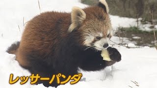 宮島・平和公園も雪化粧「こんなに雪降ると思わなかった」３連休最終日は広く雪　新雪に動物たちは大はしゃぎ　中国山地は積雪170センチ超え　広島県