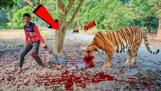 tiger attack child in forest | tiger attack injungle, royal bengal tiger attack