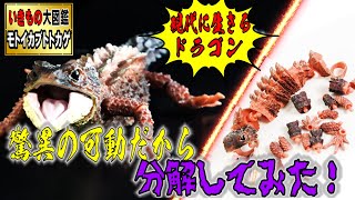 【いきもの系世界一！驚異のコスパ！】いきもの大図鑑カブトトカゲあまりに動きが良いので分解してみたらバンダイさんの商品への熱い想いが伝わってくる・・・か？？？