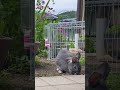 カメラ目線のうさぎさん cute うさぎ rabbit