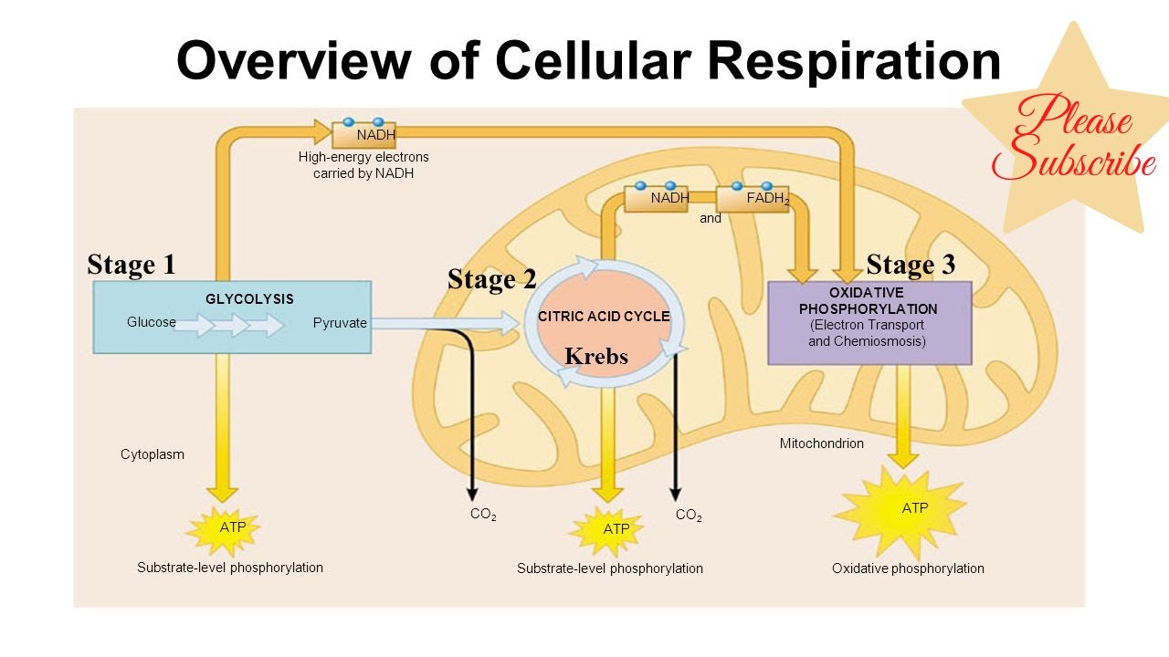 Overview Of Cellular Respiration