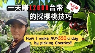 Fast tips of picking cherry 櫻桃怎麼採才採得快? | 櫻桃摘採特集(下)【澳打大小事 EP02】【紐打大小事 EP07】Tasmania, Australia 澳洲採櫻桃