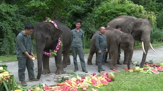 保護したゾウの「羊妞」５歳に　雲南省シーサンパンナ