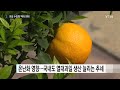 수입 과일 전성시대...수입 역대 최대 ytn