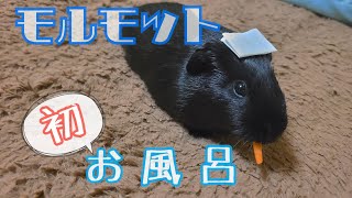 【モルモット】初めてのお風呂で大暴れ！？【Guinea pig】