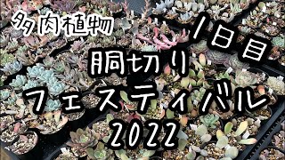 【多肉植物】胴切りフェスティバル2022 1日目