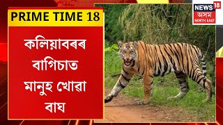 Prime Time 18 : কলিয়াবৰৰ বাগিচাত মানুহ খোৱা বাঘ | Kaliabor Tiger Terror |