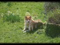 akita inu isshin solo