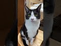 ひのき猫 「鳴いたら終わり」ゲリラライブ！