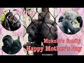 Mokolo’s family- Happy Mother Gorillas Day! Moms are always bonding with Jameela, Kunda and Kayembe.