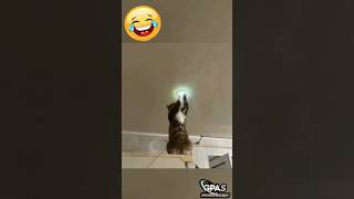 Billi Ka Power 😹😁 #comedy #cat #memes #100k #youtubeshorts #ytshorts #shorts #asmr #viral #funny #yt