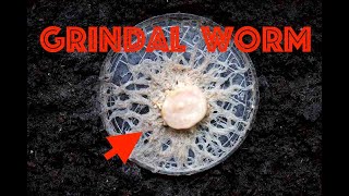 Grindal Worm Culture: A Quick Guide