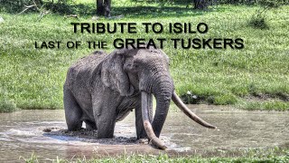 🐘 Tribute to ISILO last of the Great Tuskers 🐘 #elephant #BigTuskers #wildlife