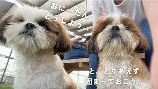 【シーズー】ドッグランの揉めごとを静かに見守る平和主義者たち🐶