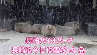 カピバラ （長崎バイオパーク篇）風雪の聖地