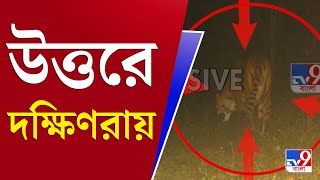 আপনার খবর | ২৩ বছর পর বাঘের দেখা বক্সায় | Buxa Tiger Reserve | Royal Bengal Tiger