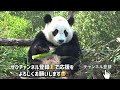 【パンダアイドル楓浜伝説】ナカ飼育員叫ぶ〜💦桜浜に事件勃発❗️マネするふうひん🐼に待った〜の声響く