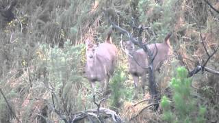 Sambar hind honking